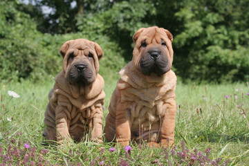 deux frères shar pei assis ensemble à la campagne
