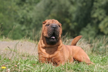 Heureux Shar pei couché de travers à la campagne