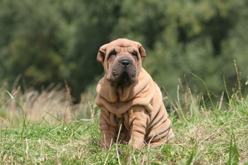 Un jeune Shar pei assis dans l'herbe