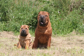 Shar pei et son petit assis ensemble à la campagne