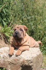 Fototapeta premium Chiot Shar pei couché de tout son long sur un rocher