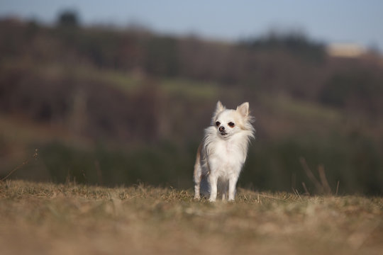 chihuahua de face, de loin,dans d&eacute;cor grandiose