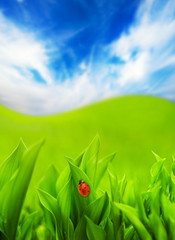 Coccinelle assise sur une herbe verte