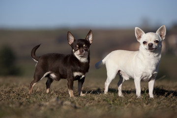 deux chihuahuas de profil dans la même position   mimétisme © CallallooFred