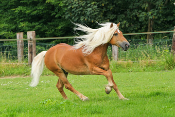 Pferd Galopp © Sven Cramer