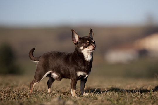 chihuahua marron et blanc &agrave; poil ras de profil ; campagne