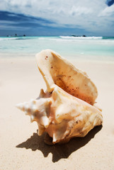 Obraz na płótnie Canvas Shell in the Caribbean