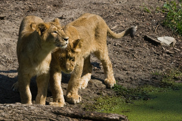 Two young female lions