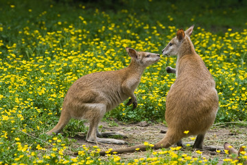 Two wallabies between yellow buttercup flowers © Colette