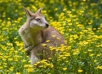 Wallaby kangaroo