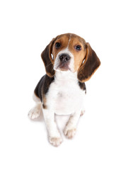 Beagle puppy isolated on white