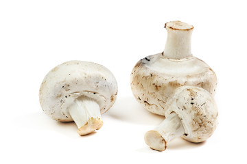 Three mushroom