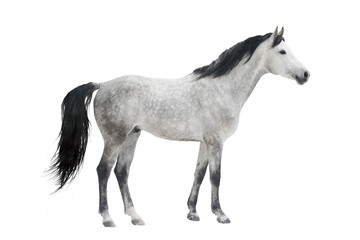 Obraz na płótnie Canvas koń izolowane