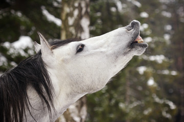 grey stallion in winter