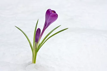 Foto auf Acrylglas lila Krokus durchbricht den Schnee © Bernd Jürgens