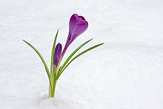 lila Krokus durchbricht den Schnee