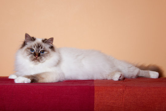 32 Best Chat A Poil Long Images Stock Photos Vectors Adobe Stock