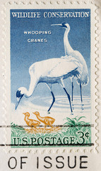 Wildlife Conservation Whooping Cranes