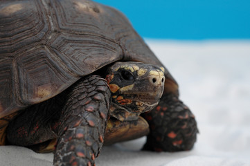 Schildkröte on the Sand
