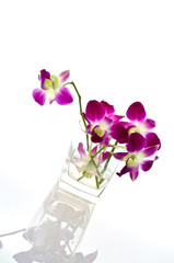 Orchids in a vase