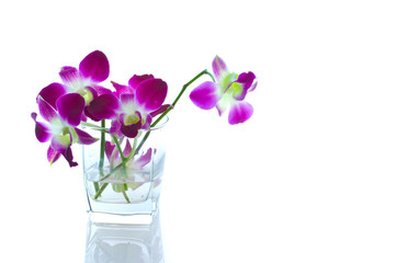 Orchids in a vase