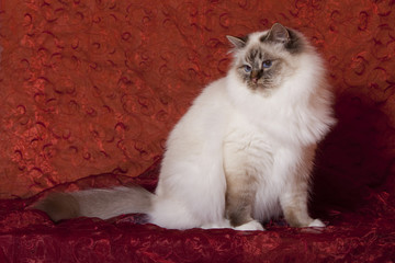 chat sacré de birmanie assis de profil sur fond de tissu rouge © CallallooFred