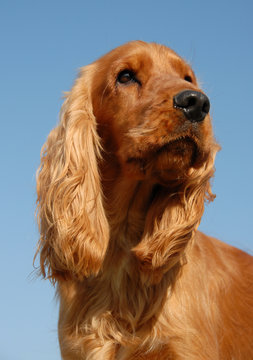 portrait de cocker anglais