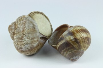 Schnecken