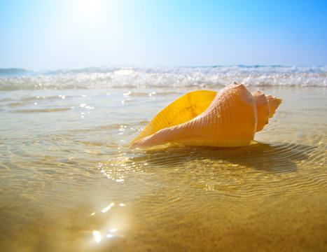 seashell sand and ocean