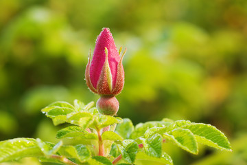wild rose bud with dew
