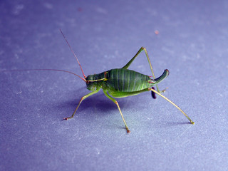 Cavalletta