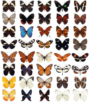 40  butterflies