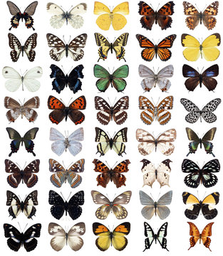 40  butterflies