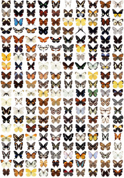 200 different butterflies