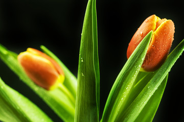 Naklejka premium Freshly cut flowers