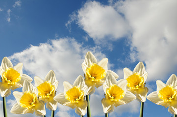 Fototapeta na wymiar daffodils against a pretty spring sky