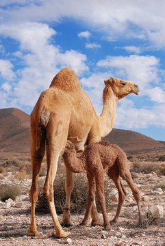 Dromedary mother with a newborn baby, breastfeeding camel after birth, Negev desert in Israel, near Mitzpe Ramon
