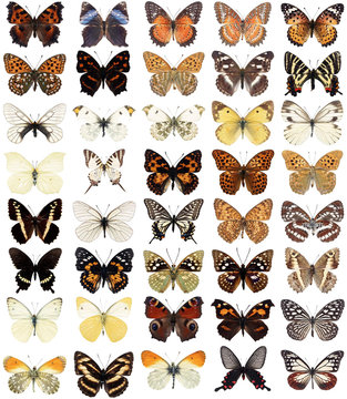 40 butterflies