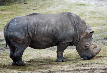 Big rhino