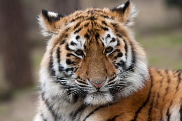 Fototapeta na wymiar Siberian tiger cub