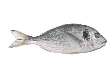 Uncooked fish (sparus auratus)