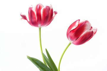 Fototapeta premium Elegant Tulips
