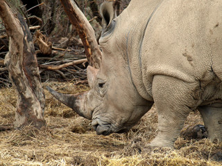 Fototapeta premium rhinocéros