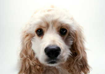 Puppy Cocker Spaniel