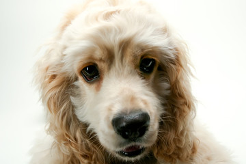 Puppy Cocker Spaniel