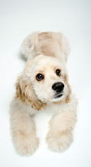 Puppy Cocker Spaniel