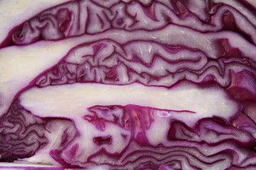 Obraz premium Red cabbage