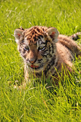 Baby Tiger in the Grass