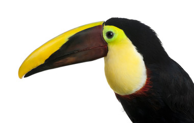 Chestnut-mandibled Toucan - Ramphastos swainsonii (3 years)