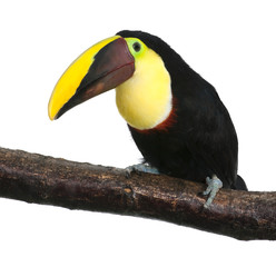 Chestnut-mandibled Toucan - Ramphastos swainsonii (3 years)